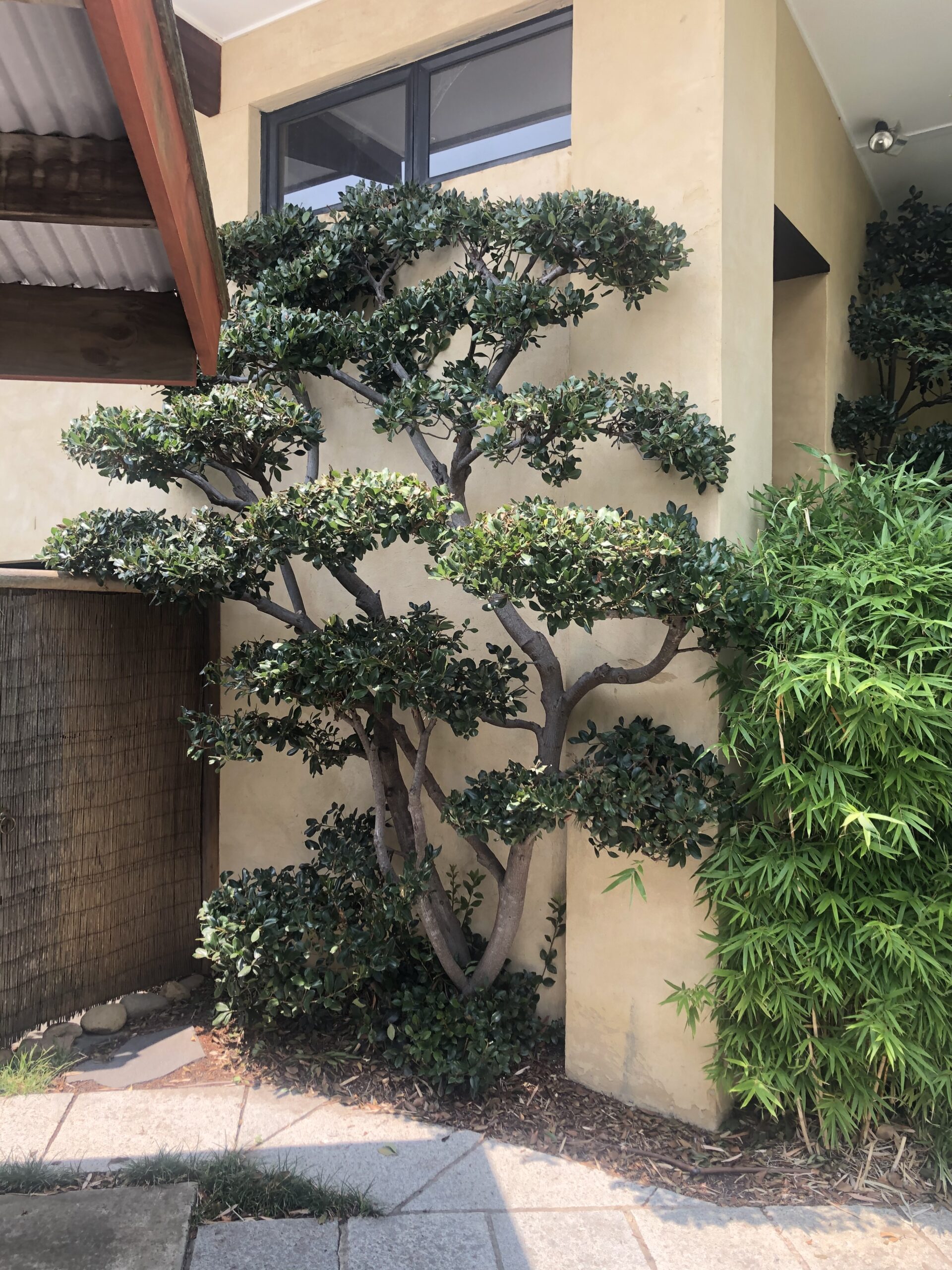 Professionally pruned and maintained feature tree in an Australian Oriental garden